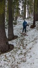 Surface snow is covered with tree shrapnel with declining snow coverage below 7500'.