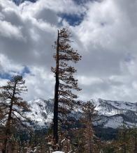 Loose Wet Avalanche on Flagpole Peak