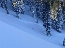 Large avalanche off of E Ridge of Silver near rock buttress