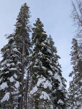 No snow on tree tops due to winds