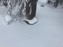 Settlement cones showing recent storm snow gaining strength.  