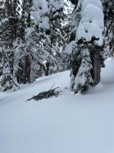 heavy snow and ice on trees has led to branches falling