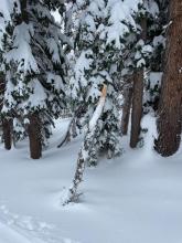 some large fallen branches