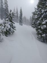 Drifting snow filling in old tracks below treeline.