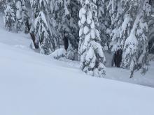 Avalanche debris down into trees-covered up by additional storm snow.