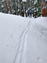 Several inches of surface wet snow in areas of active tree drippings.