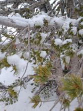 Rime on the trees and rime on the snow surface.