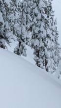 7630', NE aspect. Crown is between trees in the center of photo. 