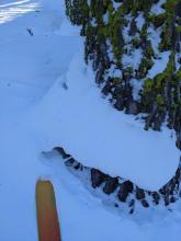 Settlement cracks around trees indicating consolidation in the recent snow.