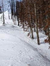 NE winds had scoured and sculpted terrain on N facing slopes even in areas where trees existed.